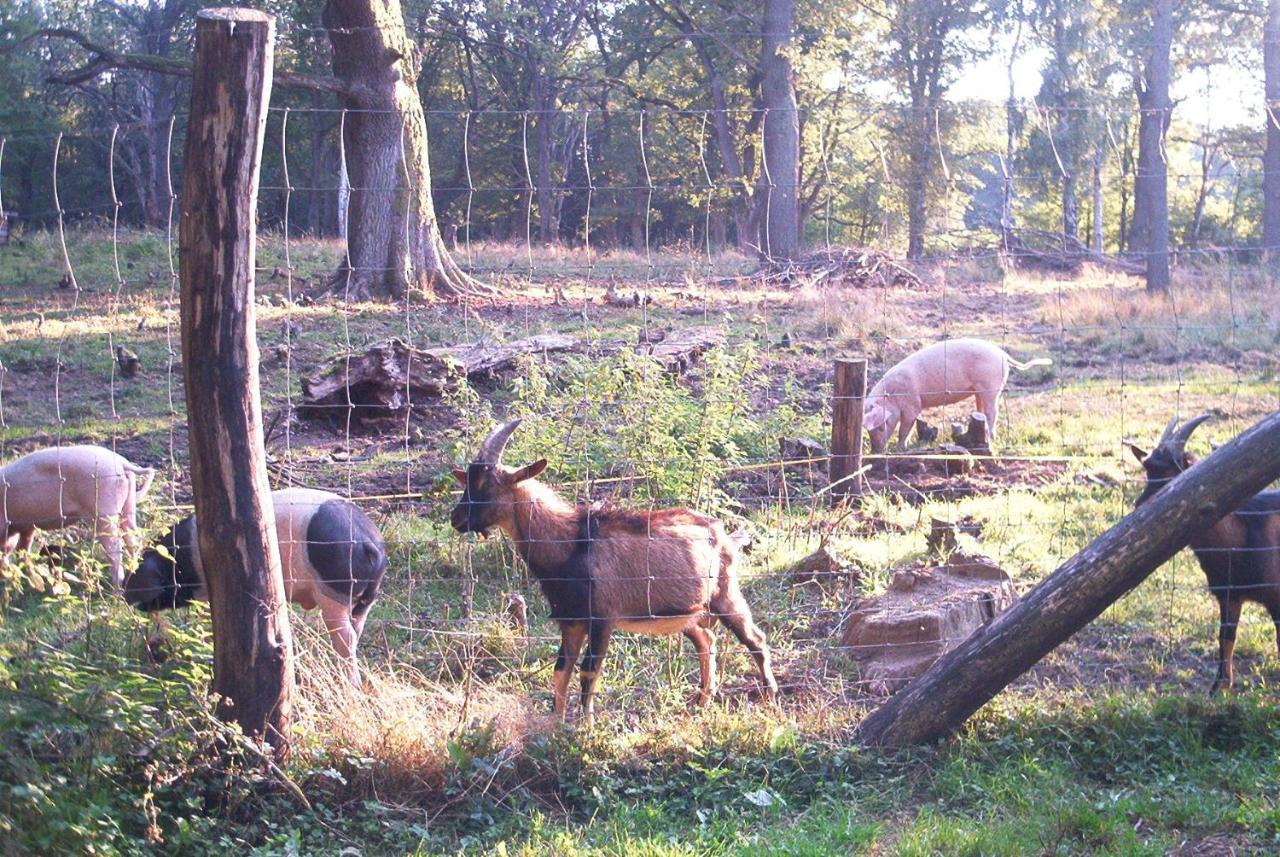 Ferienwohnungen Stricker Harz Walkenried Eksteriør bilde